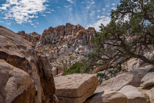 Joshua Tree Afternoon   - CA -