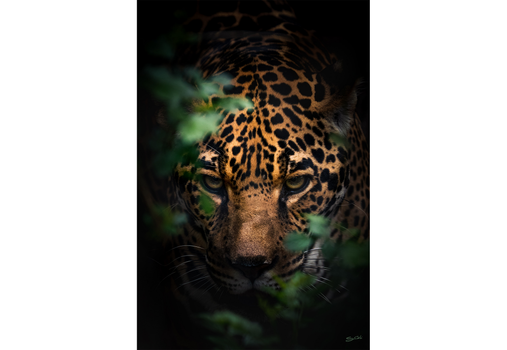 San_Diego_Zoo_Animals-03181-2_Full
