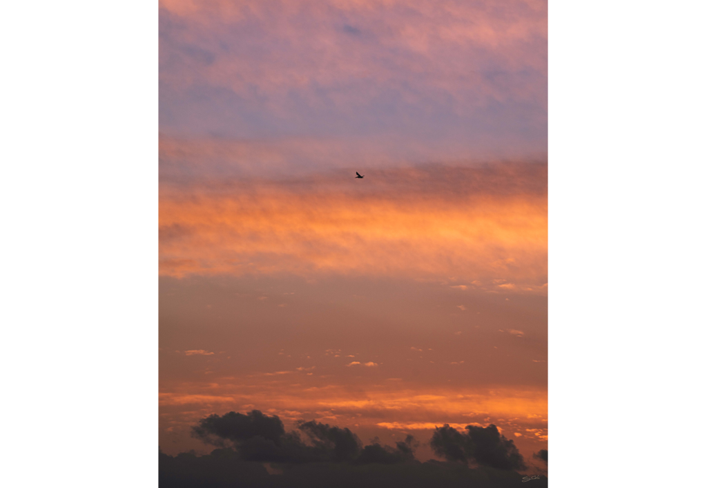 Cardiff_Seaside_Birds_Sunset-04383